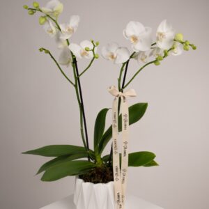 Arreglo Orquidea - CNO-02